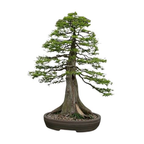 Giant Sequoia Seeds | Sequoiadendron Giganteum – 30 for £2.49