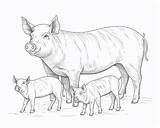 Pig Coloring Pages sketch template