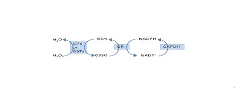 Glutathione redox cycle in which antioxidant enzymes Glutathione... | Download Scientific Diagram