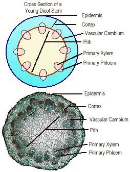 Plant Shoot System