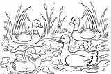 Fun Duck And Duckling Coloring Pages For Kids sketch template