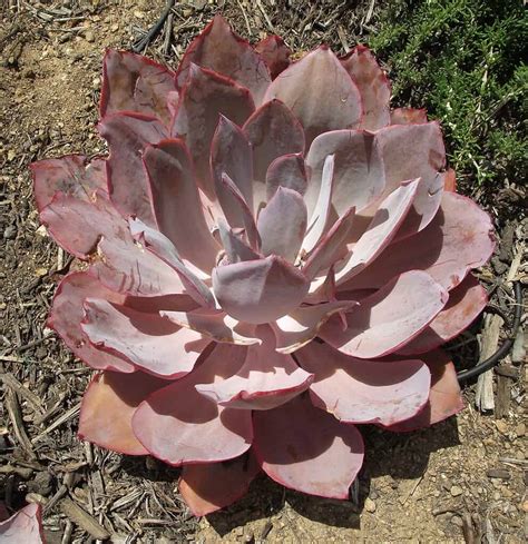 9 Types Of Pink Succulents - A-Z Animals