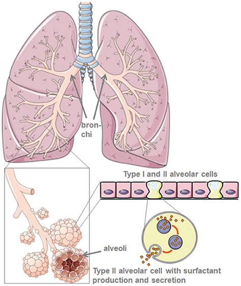 La FISIOPATOLOGIA dell’annegamento