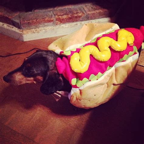 Who wore it best? Choose which weiner dog makes the best weiner