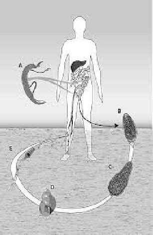 Life cycle of Schistosoma Haematobium | Download Scientific Diagram