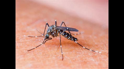 Dengue fears: Mosquito larvae found in city areas, govt machinery ...