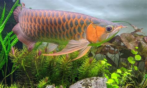 IMG_20200128_221242 – Arowana Planted Tank