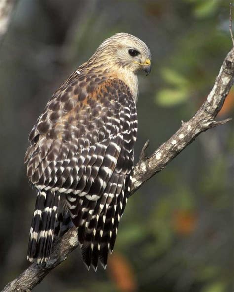 Red-shouldered Hawk | Audubon Field Guide