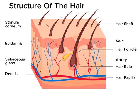 Update more than 75 hair shaft function best - in.eteachers