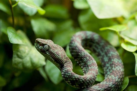 Trimeresurus venustus | Venomous animals, Reptiles and amphibians, Pit ...