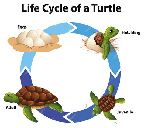 Luminancia Álbum de graduación mantener ciclo de vida de la tortuga ...