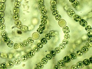 Cyanobacteria and Cyanotoxins - microbewiki