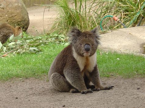 Ballarat Wildlife Park - Koalas Wallpaper (230772) - Fanpop