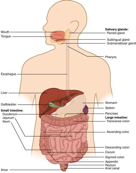 The Pancreas: Trypsin, Protein Digestion, and Pancreatitis | Owlcation