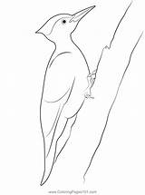 Male Pileated Woodpecker Coloring Page For Kids  Free Woodpeckers sketch template