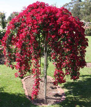 Weeping Roses are roses with a natural weeping habit that are grafted onto tall stems, we look ...