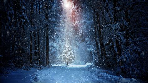 forest, Winter, Snow, Landscape, Sunlight Wallpapers HD / Desktop and Mobile Backgrounds