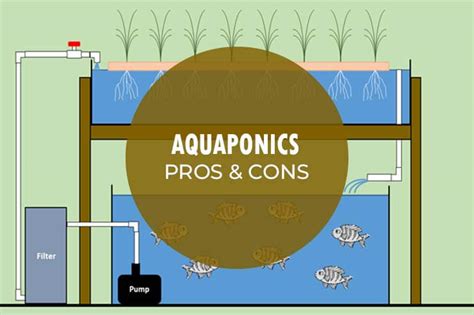 Pros and Cons of Aquaponics – Sincere Pros and Cons