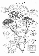 Vintage Botanical Illustration coloring page  Free Printable Coloring sketch template