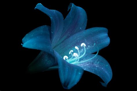 Natural Bioluminescent Flowers | Best Flower Site