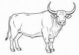 Bull — Coloring Pages Free & Printable sketch template