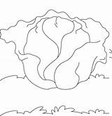 Green Cabbage 1 Coloring Page  Free Printable Pages For Kids sketch template