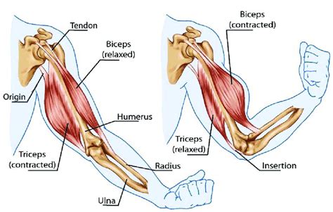 Biceps And Triceps Diagram