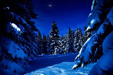 Winter forest at night stock image. Image of white, winter - 18805075