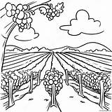 Beautiful Vineyard Coloring Page 65674 51980 sketch template