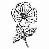 Beautiful Poppy Flower coloring Page  Download Print Or Color Online sketch template