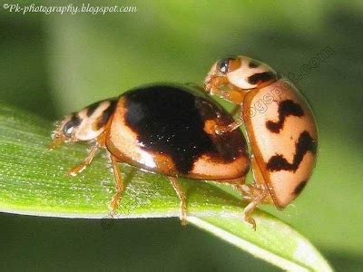 Ladybugs Mating | Nature, Cultural, and Travel Photography Blog