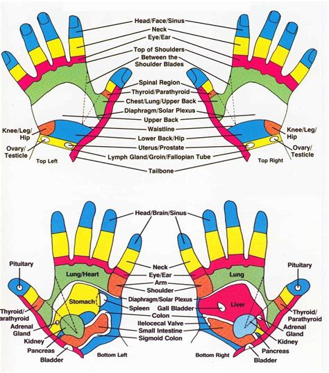 Pin on cupping therapy | Hand reflexology, Reflexology chart, Reflexology