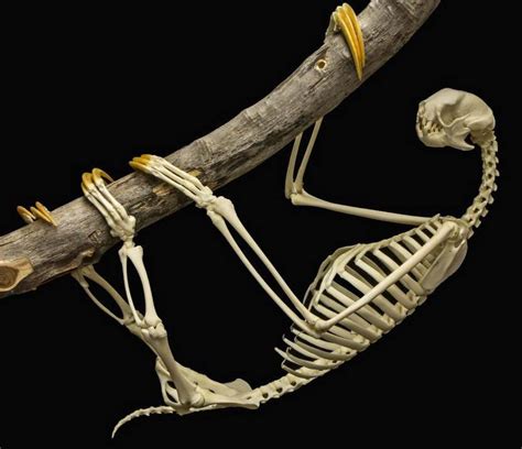 What is the skeleton of a Sloth like? What are their claws made of? | SloCo