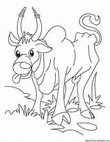 Ox Coloring Page sketch template