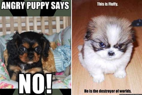 funny puppy memes clean - Funemesme