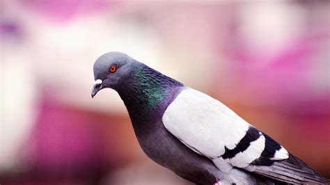 1920x1080 Pigeon Laptop Full HD 1080P HD 4k Wallpapers, Images, Backgrounds, Photos and Pictures