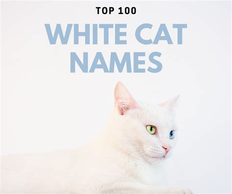 Top 100 White Cat Names - PetHelpful