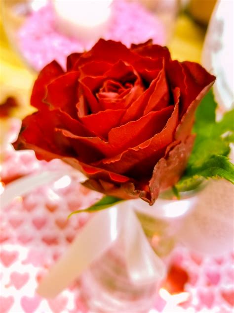 Red Rose In A Vase Free Stock Photo - Public Domain Pictures