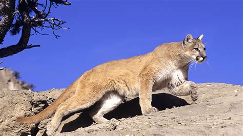 Woodside Community Halting All New Building in Effort to Protect Mountain Lions – NBC Bay Area