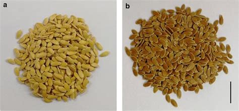 Phenotype of seed coat color in the parents. a Mature IC2508 (P1) seed ...