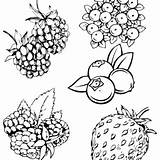 Berries Coloring Pages Printable For Free Download sketch template