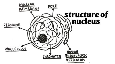 Nucleus Structure Drawing