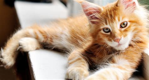 15 Orange Cat Breeds You Should Know – PureWow