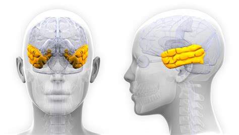 Temporal lobe: anatomy, functions and characteristics - Wellnessbeam