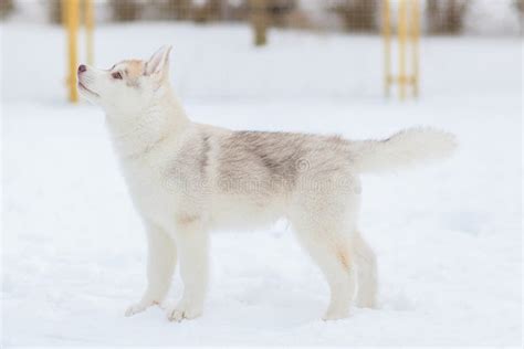 Puppies Playing in the Snow Husky Stock Photo - Image of playful, park ...