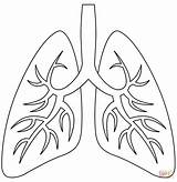Lungs coloring Page  Free Printable Coloring Pages Drawing sketch template