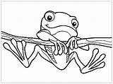 Free frog Drawing To Download And color  Frog Coloring Pages sketch template