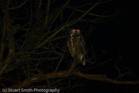 Owls Eyes Glowing at Night-2652 photo - Stuart Smith photos at pbase.com