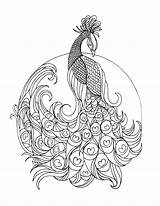 Realistic Peacock Coloring Pages At GetDrawings  Free Download sketch template