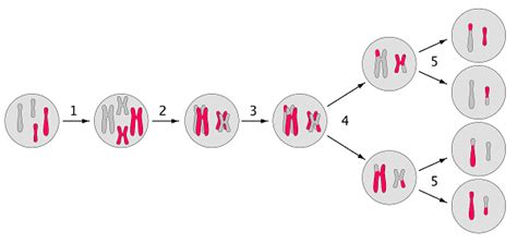 Tetrad Chromosome